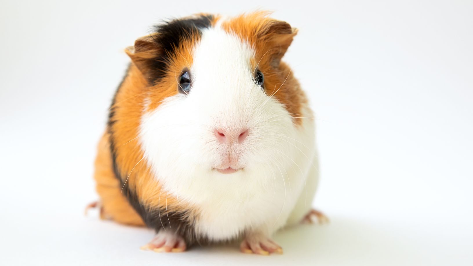 Guinea pig